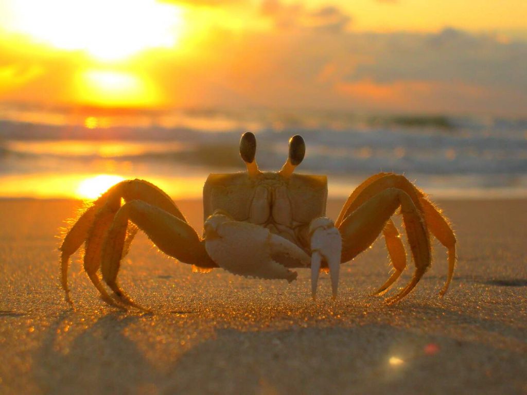 Crab on the beach at sunset
